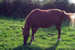 Poney