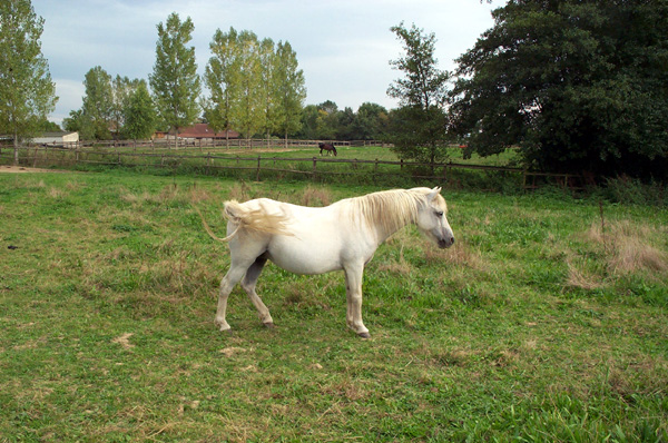 Grisette