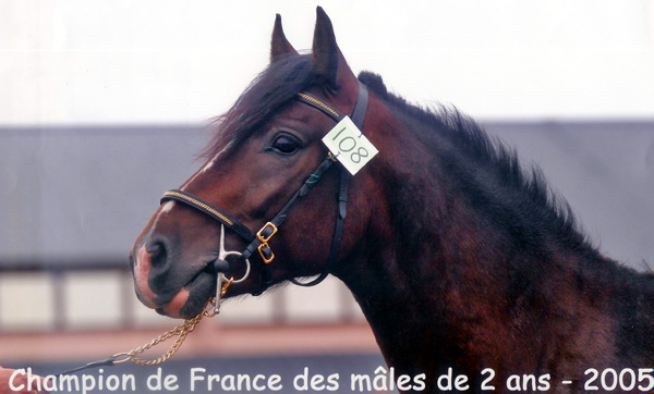 Phoebus des Roys 
