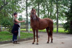 Quitus des Mauvis
