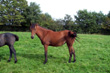 Rayland