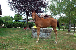 Sindra des Roys