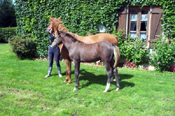 Tiger des roys