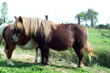 Stroumpfette