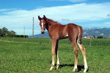 Occitane des Roys