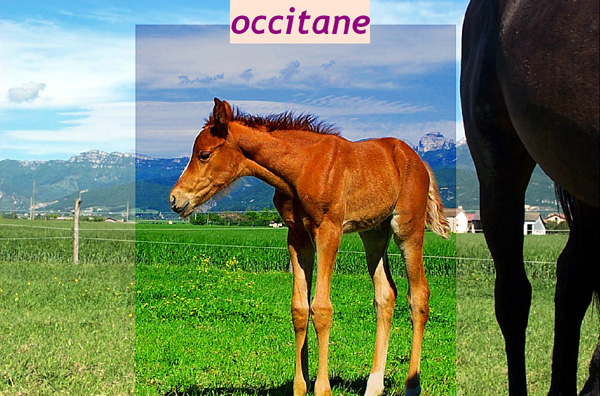 Occitane des Roys