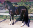 Phoebus