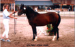 Phoebus