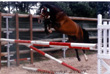 Phoebus