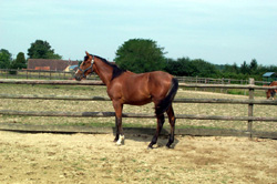 Randi des Roys